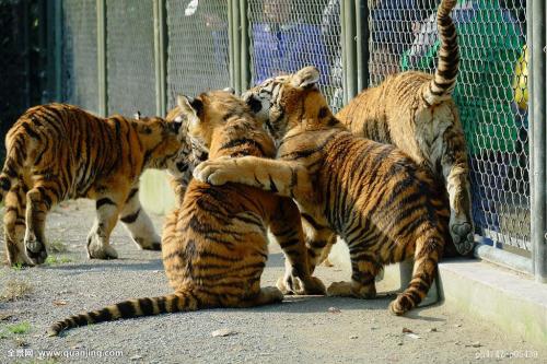 【5月】 国家5A级上海野生动物园 与世界各地野生动物来个大聚会 嗨皮一日游